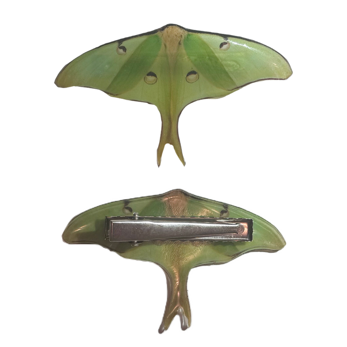 Luna Moth Clip